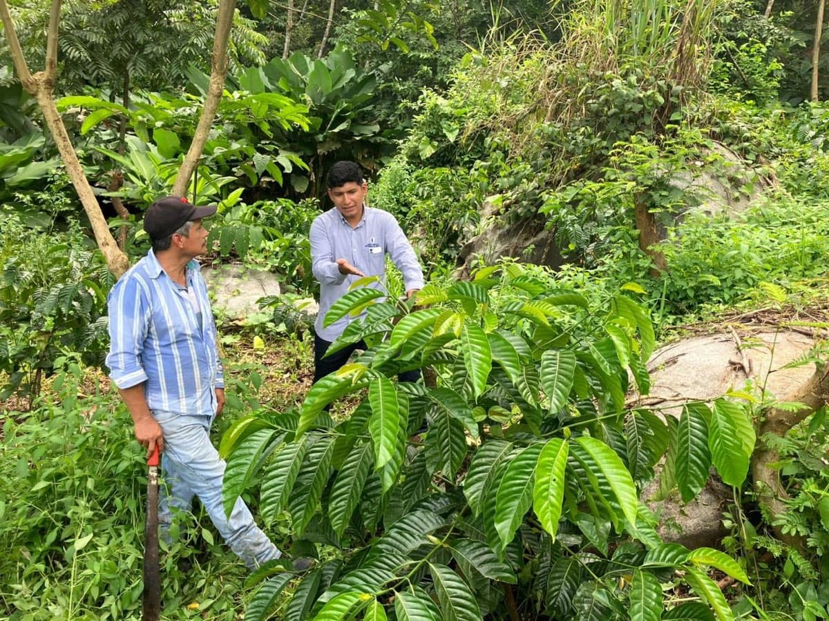 Agrónomo de CASEMEX revisando una planta de café junto a un productor en campo
